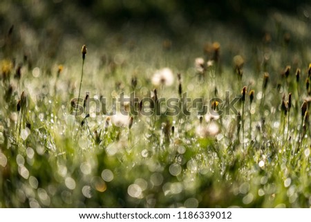 Similar – Image, Stock Photo summer in the field Child