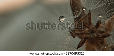 Similar – Image, Stock Photo The two willow catkins