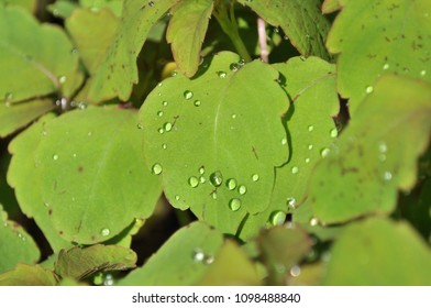 Morning Dew In Jewel Weed