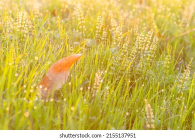 Morning Dew Light Grass And Fallen Leaves