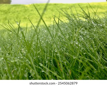 Morning Dew Magic: Stunning Close-Up of Frosty Grass with Glimmering Droplets - Powered by Shutterstock