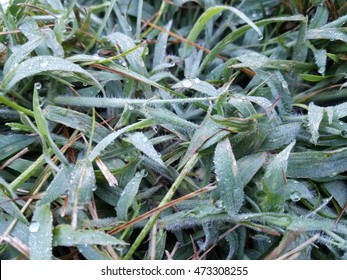 Morning Dew On Crab Grass 