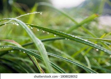 Morning dew on the grass. Green colors. Nature and recreation. Appeasement. Spring Summer Autumn. Macro shot of grass with water drops. Freshness - Powered by Shutterstock