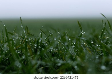 Morning Dew on Green Grass in Fog - Powered by Shutterstock