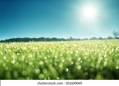 Morning Dew On Green Grass