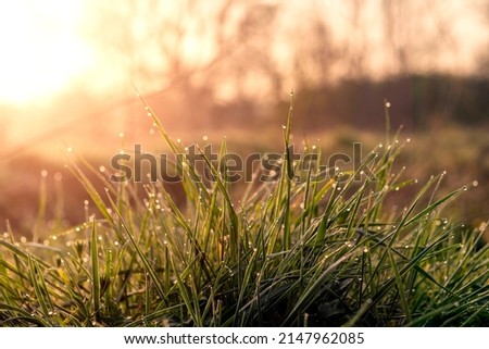 Morning dew on a green grass in a park in at sunrise. Warm color. Selective focus. Nature scene. Freshness and natural purity concept.