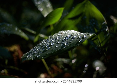 Morning dew on green leaves of forest lily of the valley - Powered by Shutterstock