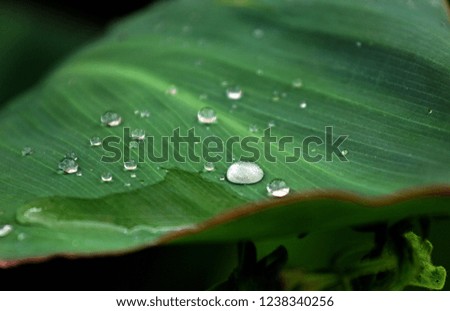 Similar – green grün Blatt Pflanze