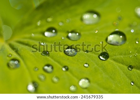Morning dew on a leaf