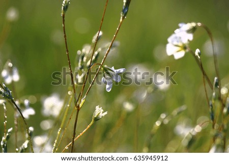 Similar – Foto Bild Sommergrüße SE Umwelt