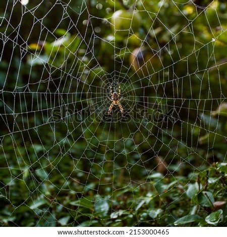 Morning dew on sunlit web of European garden spider, Araneus diadematus