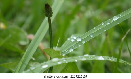 Morning Dew Rain Droplets On A Blade Of Grass Macro Close Up