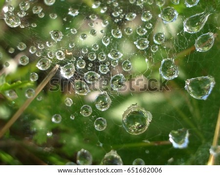 Similar – Image, Stock Photo Drops in the spider’s web