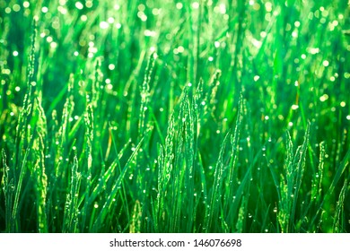 Morning Dew Morning Sun Rays Stock Photo 146076698 | Shutterstock