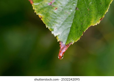 Morning dew water droplet on the edge of an autumnal leaf. - Powered by Shutterstock