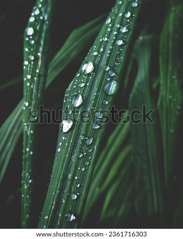 morning Dewdrops in a long green leaf