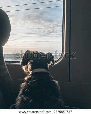 In morning dog watching in window