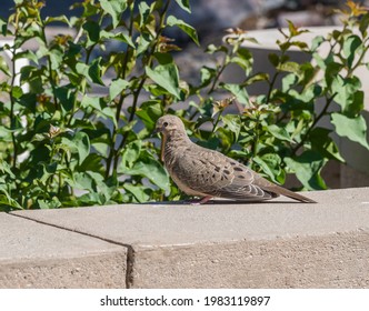 Morning Dove At A Palm Desert Resort, Southern California