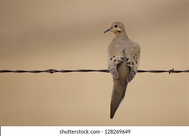 Morning Dove Perched On Barb Wire Fence With Natural Brown Background Zenaida Macroura, Dove Hunting Wing Shooting Migratory Bird Species Migrate Migration