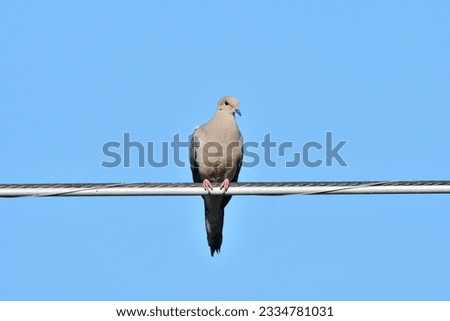 Similar – Image, Stock Photo A dove sits in a flowering cherry tree