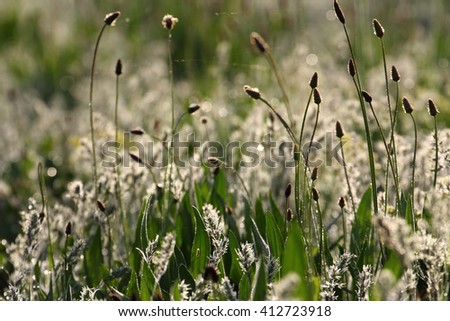 Similar – Foto Bild Sommergrüße SE Umwelt