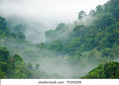 morning fog in dense tropical rainforest, kaeng krachan, thailand