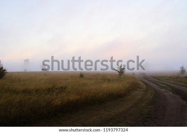 Morning fog in the field. Car trail. Green grass\
and trees