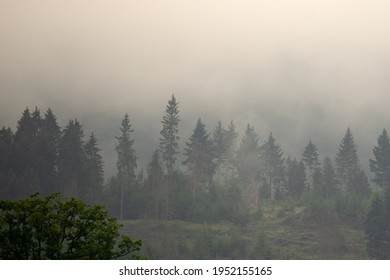 Morning Fog At The German Rothaargebirge