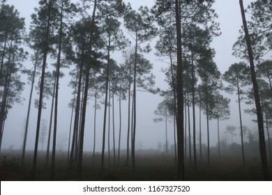 Morning Fog In North Florida Pine Forest