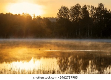 Morning fog on the lake. Two wild birds are swimming on the water. Great crested grebe. Golden sunlight at dawn. Trees on the shore. Beautiful summer landscape. Ecological tourism and recreation. - Powered by Shutterstock