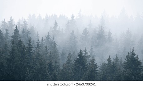 the morning fog over the fir forest