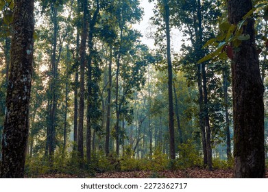 Morning in the forest. Fog in the dense forest of Lataguri, Dooars jungle, West Bengal, India. February 2023.
				