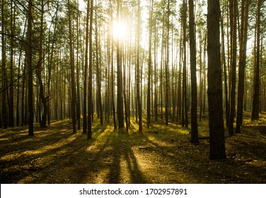 Morning Forest Fresh Oxygen Ventilate Lungs Stock Photo 1702957891 ...