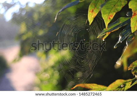 Similar – Image, Stock Photo Branch with luminous leaves of a beech in backlight against a dark background