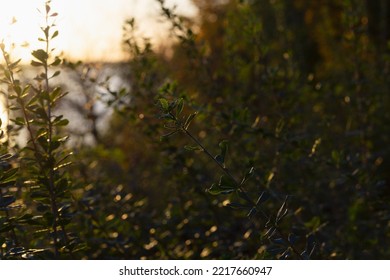 Morning In The Forest.green Grass In Sunset Sunrise Sunlight. View Through Grass On The Golden Sun Rise. Evening Landscape.