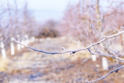 Morning Frost On Trees In Apple Orchard. Orchard Blur With Soft Light For Background