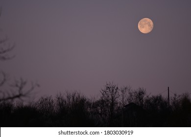 The Morning Full Moon Descending To The Horizon Trough The Trees During The Spring Season