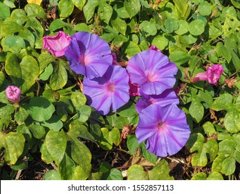 102 Three lobe morning glory Images, Stock Photos & Vectors | Shutterstock