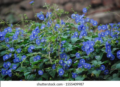 Morning Glory Is The Common Name For Over 1,000 Species Of Flowering Plants In The Family Convolvulaceae