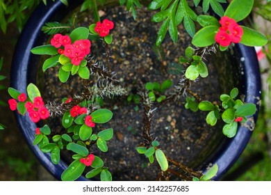 Morning Glory Is The Common Name For Over 1,000 Species Of Flowering Plants In The Family Convolvulaceae, Whose Current Taxonomy And Systematics Are In Flux. This Species Is Called Ipomoea Purporea