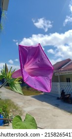 Morning Glory Is The Common Name For Over 1,000 Species Of Flowering Plants In The Family Convolvulaceae, Whose Current Taxonomy And Systematics Are In Flux.