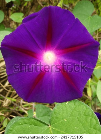 Morning Glory flower floral, blooming, closeup, leaf, green, color, flower, greenhouse, light, morning, garden, colorful, beauty, bright, blossom, bloom, beautiful