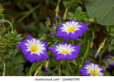 Morning Glory Flowering Plants In The Family Convolvulaceae, Flowers Garden 