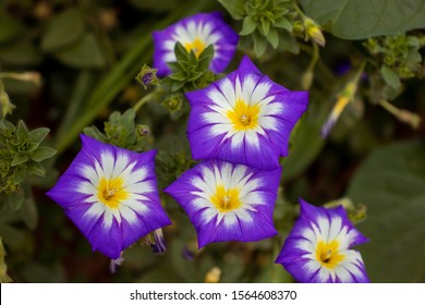 Morning Glory Flowering Plants In The Family Convolvulaceae, Flowers Garden 