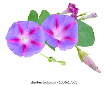 36,862 Glory morning flower Images, Stock Photos & Vectors | Shutterstock