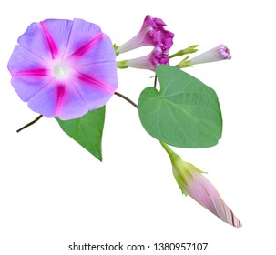 Fresh Ipomoea Morning Glory Flowers Isolated Stock Photo 1713754444 ...