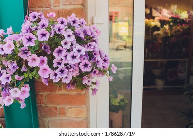 Morning glory flowers on a brick wall background. - Powered by Shutterstock