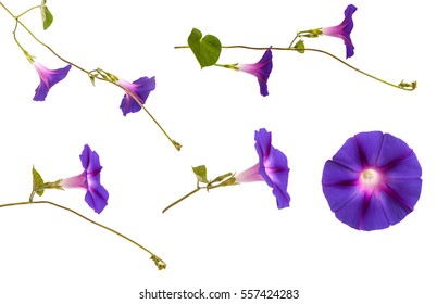 2,137 Morning Glory Seeds Images, Stock Photos & Vectors | Shutterstock