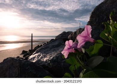 Morning Glory Flowers On The Rock At The Beach In The Morning.