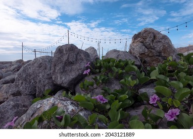 Morning Glory Flowers On The Rock At The Beach In The Morning.